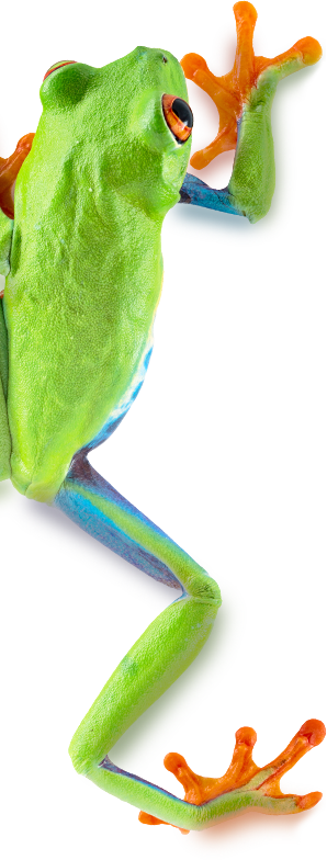 Ein grüner Frosch der die Wand hochklettert.